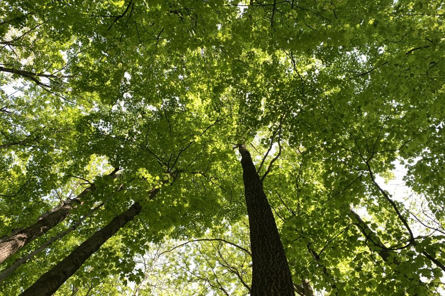 Cime des arbres — canopée en été lors d'une immersion Shinrin-Yoku